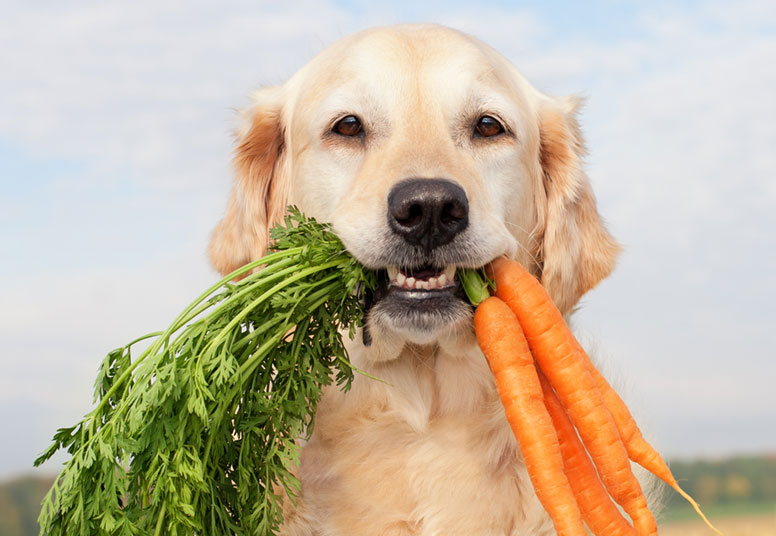 nutritional dog food
